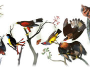 Doodle fêtant le 226ème anniversaire de Jean-Jacques Audubon